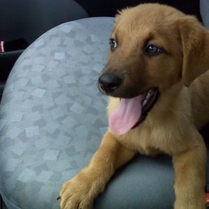 Meet your Posher, Anna